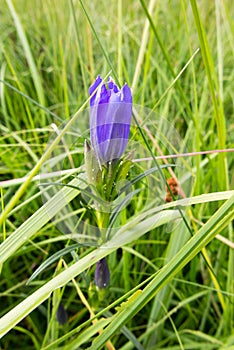 Gentiana pneumonanthe the marsh gentian. genus Gentiana. The species can be found in marshes and moorlands