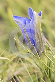 Gentiana pneumonanthe subsp. depressa the marsh gentian creeping plant with large deep blue flowers and succulent green leaves