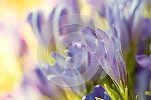 Gentiana pneumontant flower, sea bell background