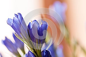 Gentiana pneumontant flower, sea bell background close-up applied filter