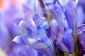 Gentiana pneumontant flower, sea bell background close-up applied filter