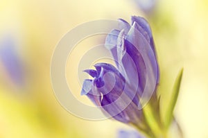 Gentiana pneumontant flower, sea bell background close-up applied filter