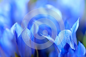 Gentiana pneumontant flower, sea bell background close-up applied filter