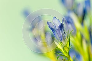 Gentiana pneumontant flower, sea bell background close-up applied filter