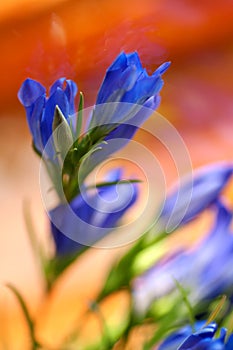 Gentiana pneumontant flower, sea bell background close-up applied filter