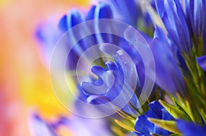 Gentiana pneumontant flower, sea bell background close-up applied filter