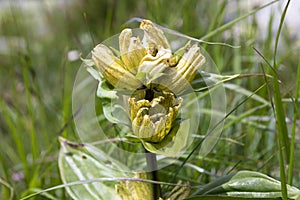 Gentiana punctata, the spotted gentian in bloom