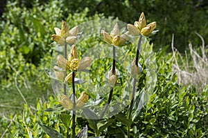 Gentiana punctata, the spotted gentian in bloom