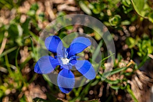 Gentiana verna flower growing in meadow, close up shoot