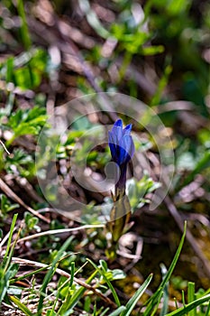 Gentiana verna flower in meadow