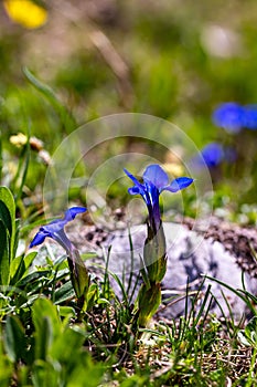 Gentiana verna flower in meadow, close up