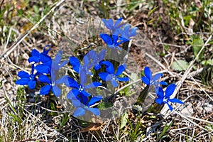 Gentiana verna L., bright blue mountain flowers