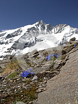 Gentiana verna - Spring Gentian