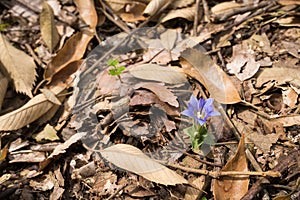 Gentiana zollingeri flower