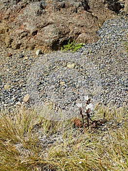 Gentianella bellidifolia in Tongariro National Park