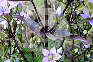 Gentianella bulgarica, Gentianaceae