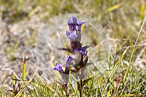 Gentianella campestris, Norway