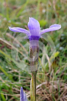 Gentianella ciliata, Gentianaceae