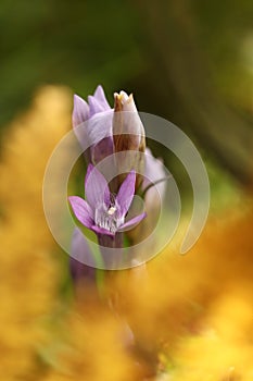 Gentianella praecox. Free nature of Czech. Autumn nature.