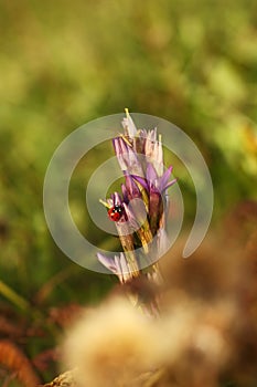 Gentianella praecox. Free nature of Czech. Autumn nature.