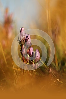 Gentianella praecox. Free nature of Czech. Autumn nature.