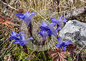 Gentianopsis crinita or greater fringed gentian or blue gentian grow outdoor in Italian Dolomites Mountains