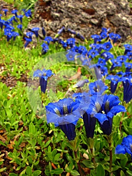 Gentians