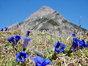 Gentians in the Austrian Alps. Nenzinger Himmel, Vorarlberg.