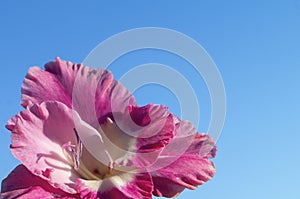 Gentile petal of the gladiolus on background blue sky