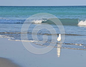 Gentile waves roll up onto the sunny shoreline of a tropical beach