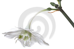 Gentile White Flower