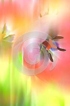 Gentle Abstract Flowers background, colorful