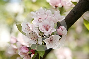 Gentle apple blossoms close-up