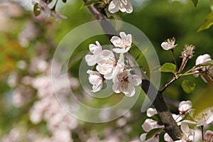 Gentle apple blossoms close-up