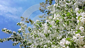 Gentle apple tree white blossom flowers shaking wind flying wasp bee at sunny spring garden slowmo