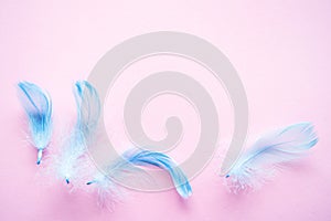 Gentle background with blue feathers on a pink background
