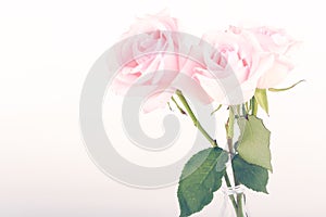 Gentle background of pink roses