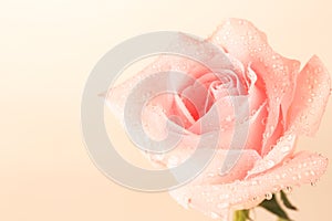 Gentle background of pink roses