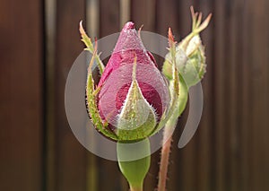 Gentle beautiful unblown flower bud on stem with leaves. Spring flora