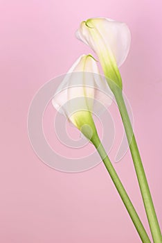 Gentle beautiful white callas on a light pink background