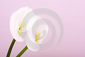 Gentle beautiful white callas on a light pink background