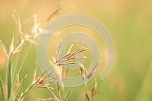 Gentle Beauty: Soft Focus Mini Flowers Amidst Blurry Blossom Grass Against a Green Garden Background