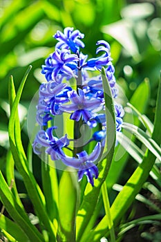 Gentle blue crocus, flower bed crocus, spring flowers