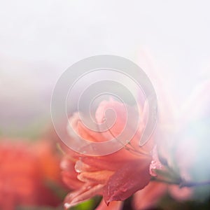 Gentle blurred floral background