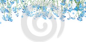 Gentle Border of blue forget-me-not flowers on white background