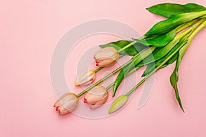 Gentle bouquet of tulips isolated on light pink background