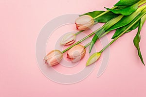 Gentle bouquet of tulips isolated on light pink background