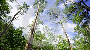 Gentle breeze swaying trees HDR 4k stock video