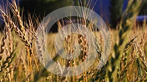 Gentle breeze in a wheat field