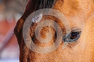 Gentle Brownie's Eyes